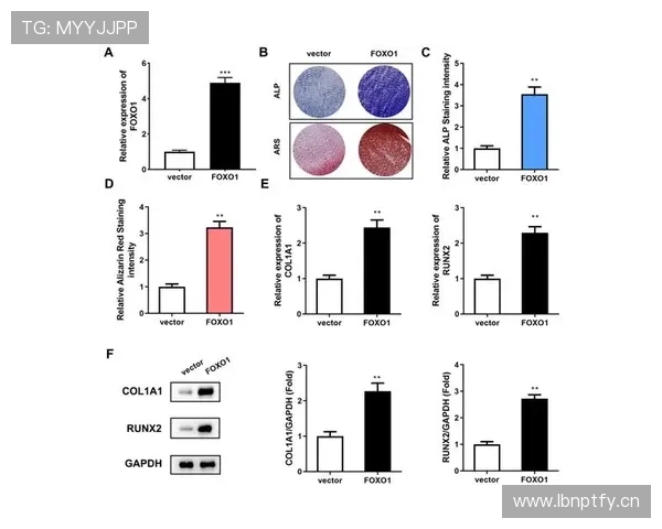 托雷斯与戴巴拉在进攻效率下形成分化，前插路径更集中